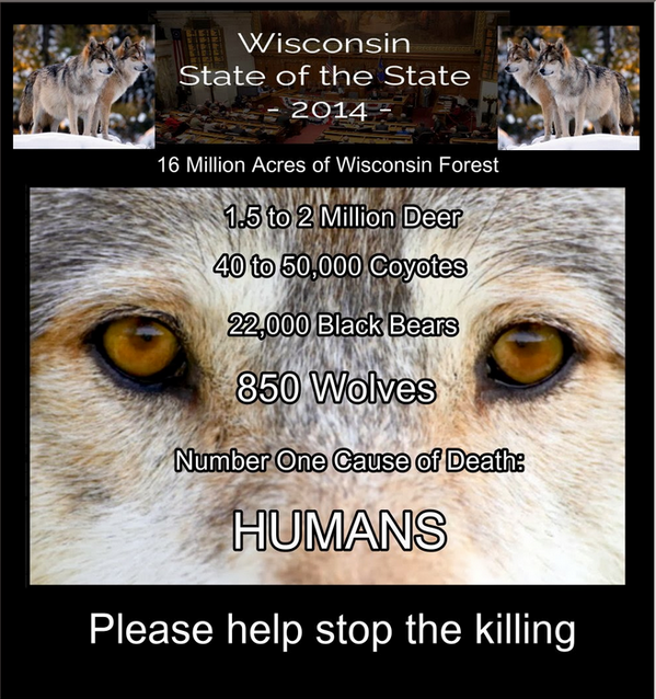 Adelheid16's tweet photo. Speak for #WisconsinWolves . We can, and we must #StopWolfHunts http://t.co/13ZzYrO7yW http://t.co/oFQTejZgzl @buell003 @valfromcali