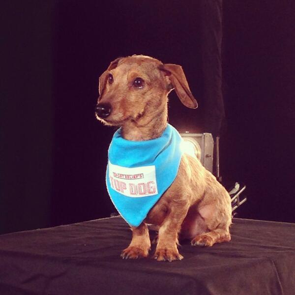 sportrelief's tweet photo. Sport Relief's #TopDog is leaping onto tv screens from 3rd March on @BBCTwo. How could you not watch this face?! http://t.co/c18gHld0Rr