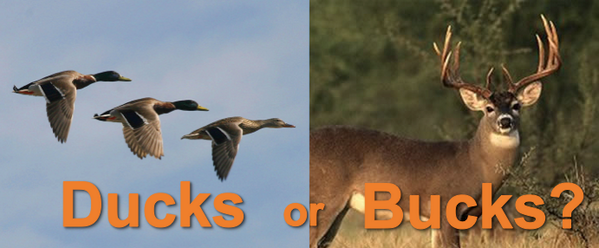 Powderhook's tweet photo. Favorite for Ducks.
Retweet for Bucks. http://t.co/snjxtBDZei