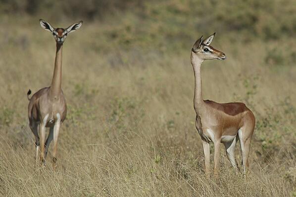 wabarree's tweet image. More like Lito-crazy-us! #WTFevolution
bit.ly/1mYwi77