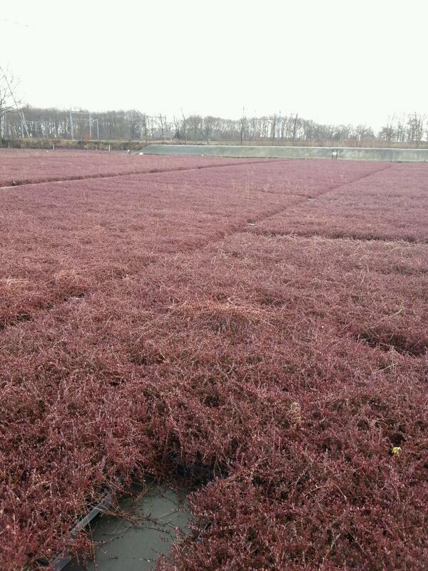 CranberryTexel's tweet photo. Prachtig perceel cranberry planten nu nog ons eigen perceel aan de Rozendijk. http://t.co/ultKT0Ukry