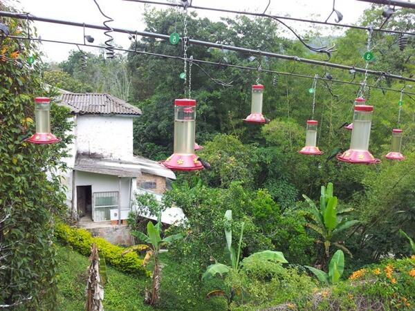 #menjadores #colibrís #colombia #jardínencantado #aves #avesdetwitter #aus #birds #ornitèlgs #birdwatching