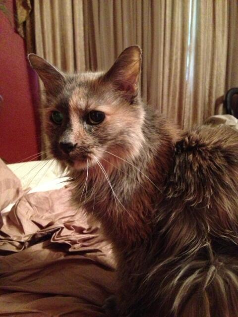 I came home in time to say goodbye to my beautiful amazing cat of 17 years, Buttons, Rest in Peace, you<a href="/tag/smoking"class="tags"><span>#smoking</span></a><a href="/tag/lipstick"class="tags"><span>#lipstick</span></a><a href="/tag/feet"class="tags"><span>#feet</span></a>