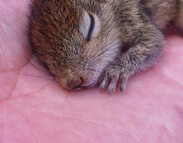 HelloMokio's tweet photo. Cuteness factor = 100. Photographer &amp; sleepy baby squirrel make friends.  http://t.co/TthiDxoKuo http://t.co/4cfRqHscjh