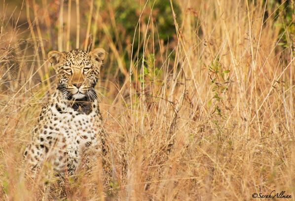 SarahAllman_91's tweet photo. 9 month old #leopard cub on Thaba Tholo Wilderness Reserve, South #Africa. #photography #wildlife #panthera #Ingwe http://t.co/QbxWpZ2r50