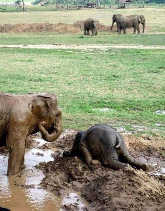 Fact's tweet image. Baby elephants throw themselves into the mud when they get upset.