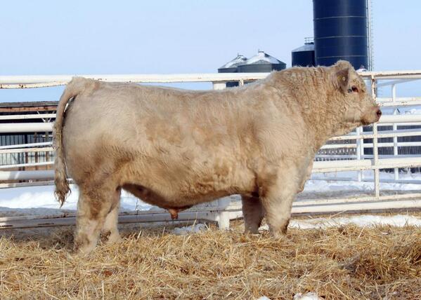 Here is Sparrows Lorenzo 329A. A Lanza son that will be sold March 7. #SaleBulls #ASparrowFarms
