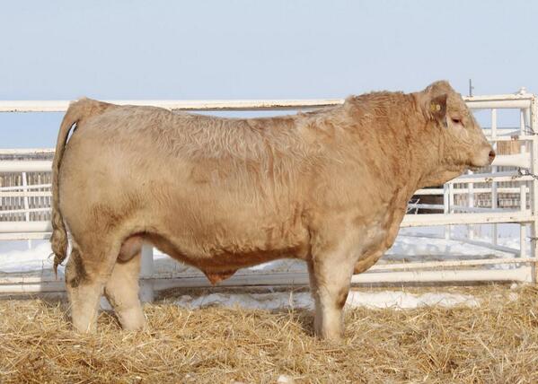 Sparrows Talon 343A. A Skaggs Son. #SaleBulls #ASparrowFarms