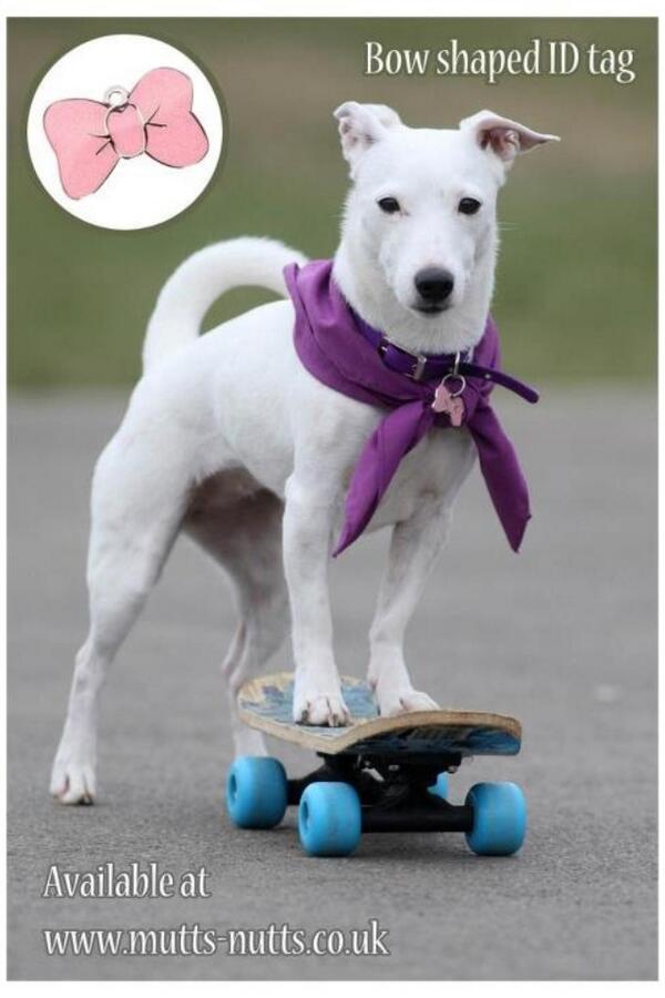 Mutts_Nutts1's tweet photo. We have #dog &amp; #cat #ID #pet #tags as well as collars, leads harnesses, coats, tshirts, hoodies track suits &amp; more x http://t.co/TzeFhg8rNv