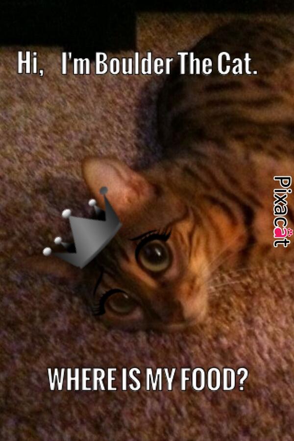 YES. WHERE IS IT!? RT <a href="/Pixacat/">Pixacat</a>: Hi <a href="/BoulderTheCat/">Boulder The Cat</a>,meow!! I made this small present for you (hope you like it):