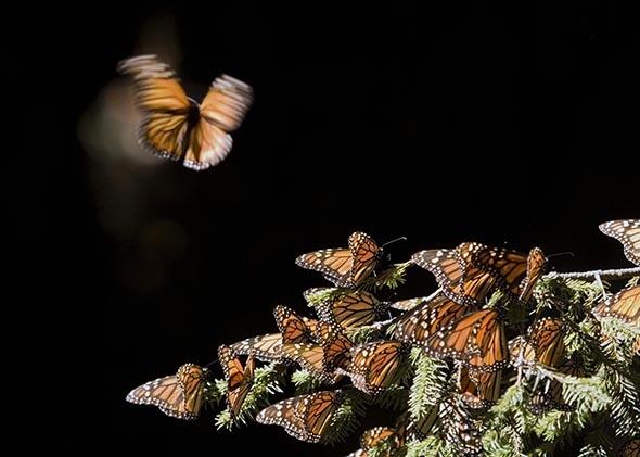 Monsanto's Roundup and genetically modified crops are harming everybody's favorite butterfly: slate.me/1cv5Hxh