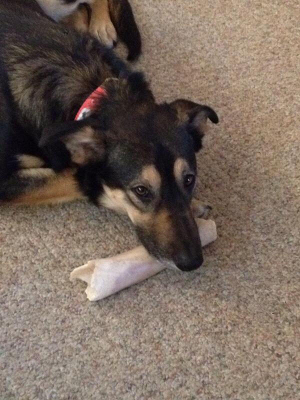 bentleythemutt's tweet photo. Dog heaven. Nap time with a bone for a pillow http://t.co/Jv1mT5JpV0
