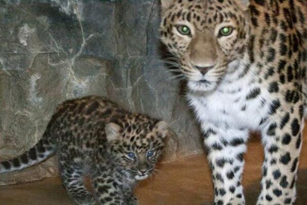 Participant's tweet image. Meet the world&apos;s newest Amur leopard cub - Sochi! takepart.com/photos/wonderf…