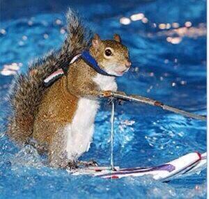 TimtheSquirrel's tweet image. Tb to summer