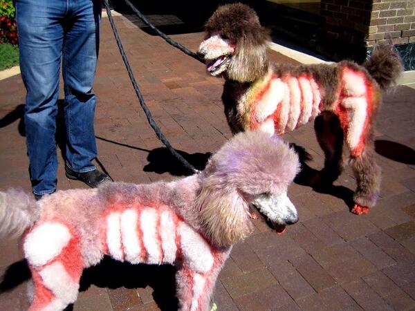 ZombieWalkLB's tweet photo. ZOMBIE POODLES! http://t.co/4iGR2e133U