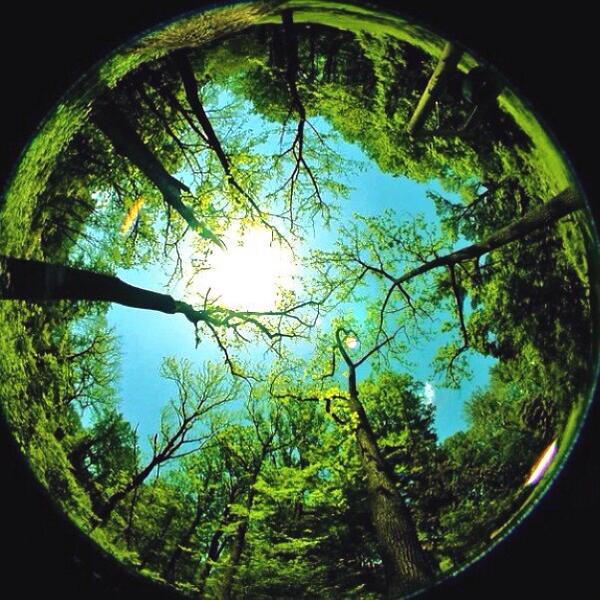 планета с деревьями. природа земли. лес легкие нашей планеты. планета земля леса. планета земля леса.