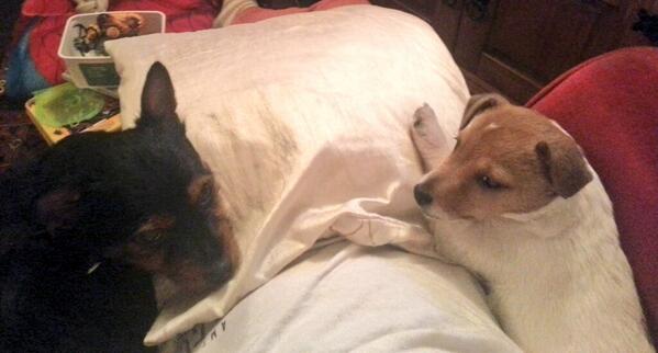 JulzWard's tweet photo. Watching the match with these stinkers! Molly doesn't look impressed! http://t.co/YncSSfghj4