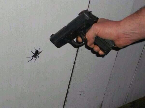 BadAdviceDog's tweet photo. how to kill a spider: http://t.co/90IaaxLGk0