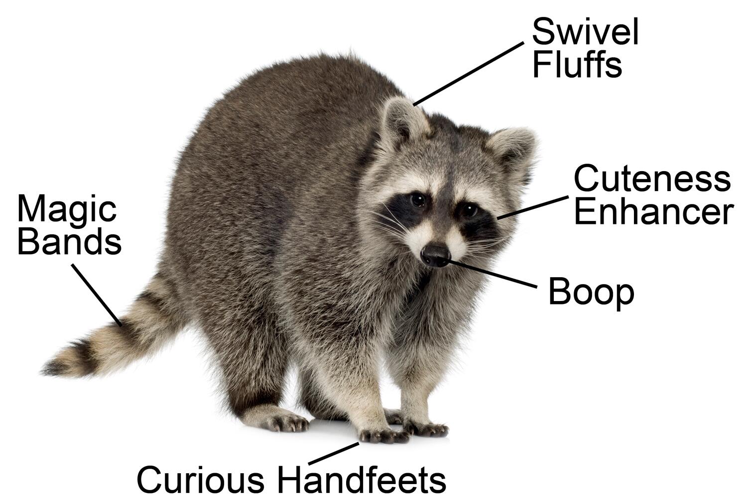 “what is constituent parts of raccoon” .