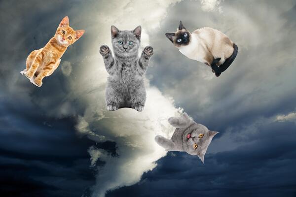 Кошки полетели. Кот летит. Летающий котик. Летучие коты. Летающая кошка.