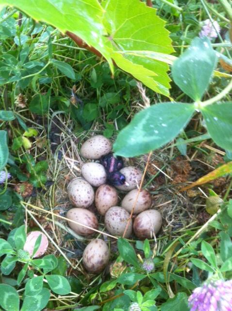 LincolnUniNZ's tweet image. One of the first new recruits on campus for 2014! Welcome to the world, kid. What do think of it so far? #pukeko