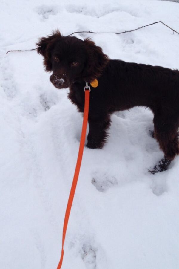 sarahannswift's tweet image. My baby's first snow day &amp;amp; he loved it! ❤🐶 #ModDog