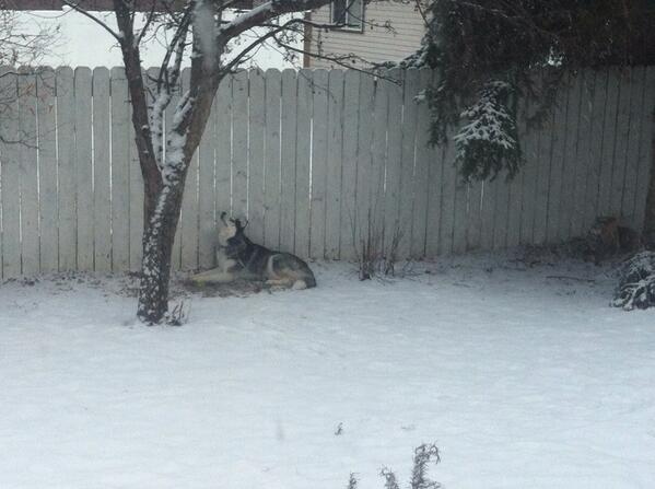 bmassive_'s tweet photo. Must be winter #happydog #husky http://t.co/qAt5uZW7eY