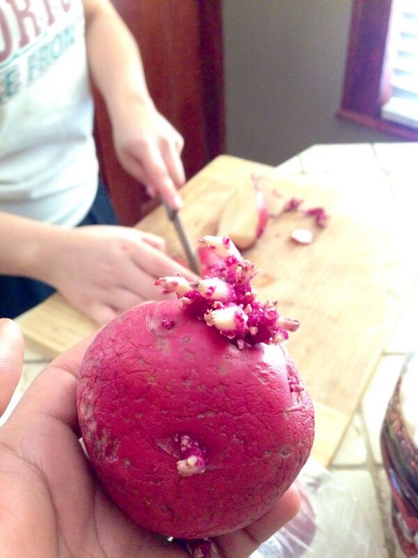 14 Questions Potatoes Need To Answer RIGHT NOW 14-questions-potatoes-need-to-answer-right-now