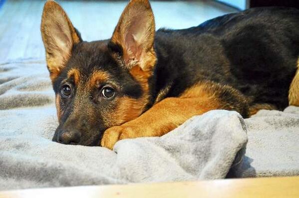 Missing puppy reunited with #Torrington family after searchers, bacon draw her out of hiding registercitizen.com/general-news/2…