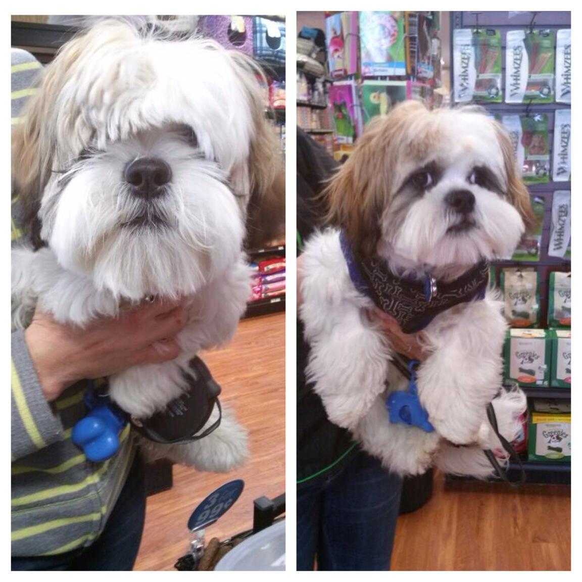 pet valu cat grooming