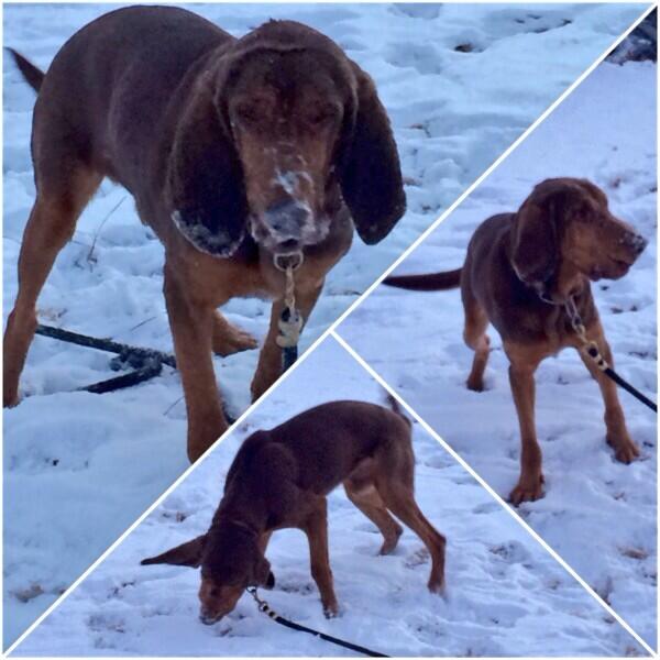 ConyersPolice's tweet photo. Snow & sub-freezing temps could not keep #K9 Officer Zane from patrolling. #bloodhound #polarpolice #ATLSnow2014 http://t.co/dZCfzo2QjD