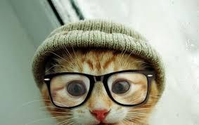 gatitokitty's tweet photo. hola! en este sitio publicaremos imagenes de gatitos c: y mas ternuras..... http://t.co/KOl2Wkwz2t