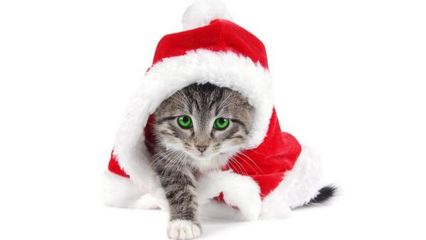 gatitokitty's tweet photo. Feliz navidad!!!! http://t.co/i43LCPMyT5