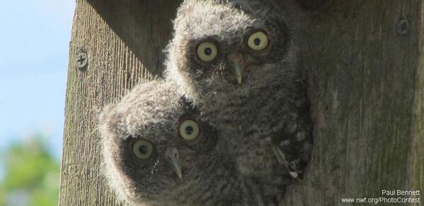 NWF's tweet image. How to Enjoy Owls This Winter: bit.ly/1eh7NBd #wildlifewednesday #superb_owl