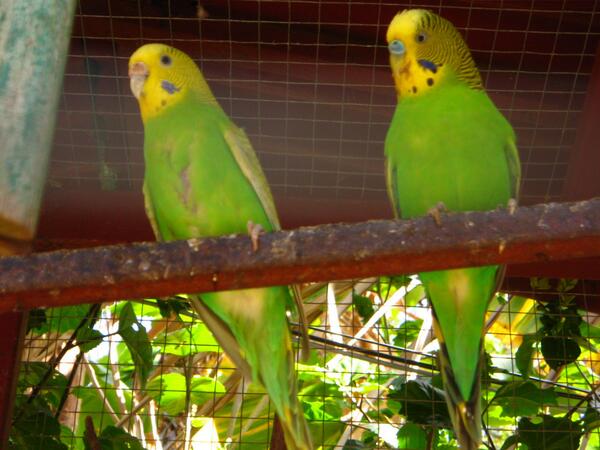 Tweety639's tweet photo. #upeacefamilies Nervado's birds don't they look adorable! http://t.co/pswXgMAy1y