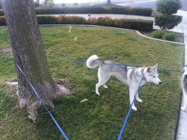 mimsigiggles's tweet image. Forgot to post this earlier. #dogwalkerproblems #stubborndogs