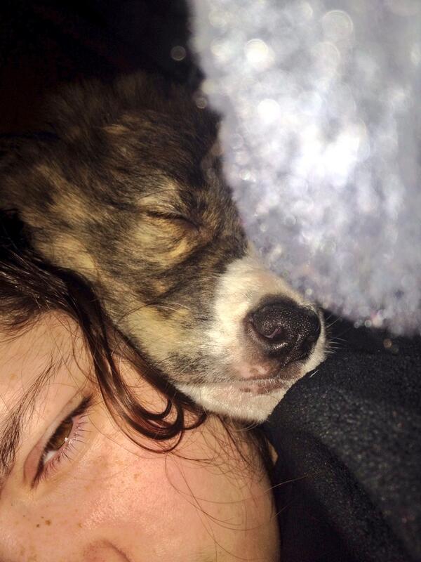BrittMorghan's tweet image. Trying to sleep, Emma seems to be having no problem with it. #loudpuppysnoring #cute #myEmma