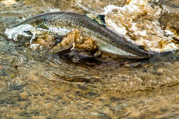 FlyfishTravel's tweet image. The most exciting moment of them all, the salmon is in shallow water. #Iceland #fishing #flyfishing