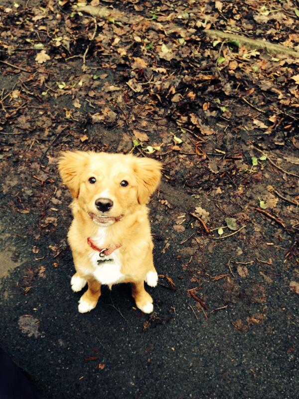 KateeDaley's tweet image. One of today's clients, Tara, enjoying a mid-morning walk #Lytham #dogs #Pawfection #Smilingdog