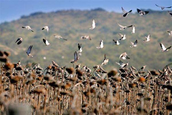 Pointer Wingshooting tweet media