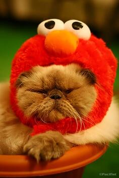 Weary of many things. Much like this cat. But I don't have an Elmo hat. Off to find one. Have a smashing evening.