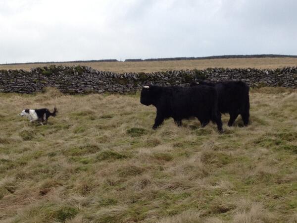 hilltopfarmgirl tweet picture
