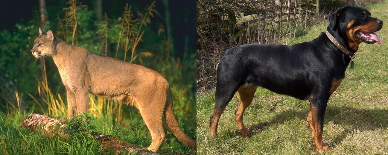 Ajuste abajo Brisa Chelu on Twitter: "@_SMR8 Puma vs rottweiler http://t.co/hoei6oOqeo" /  Twitter