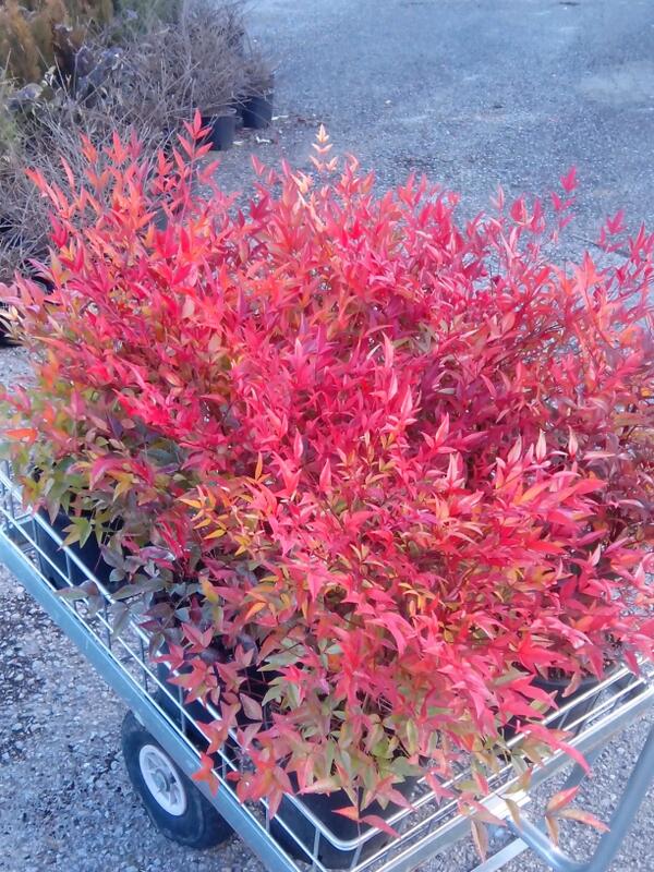 Nandina domestica