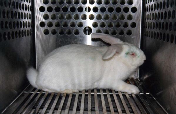 peta's tweet photo. VICTORY! 

India ENDS tests on animals for household products! http://t.co/gE9gIXW4W0

RT if u want US to be next! http://t.co/9N5BFFoWY6