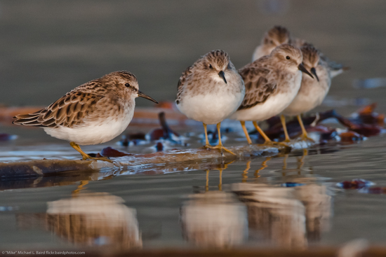 nature_org's tweet photo. Help @Conserve_CA fund precision conservation that's part science, big data and economics:http://t.co/cXH7db6rF9 http://t.co/wNbgsOwpku