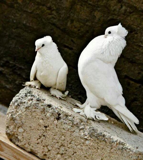 ASYETİS (@aliasyetis) on Twitter photo 