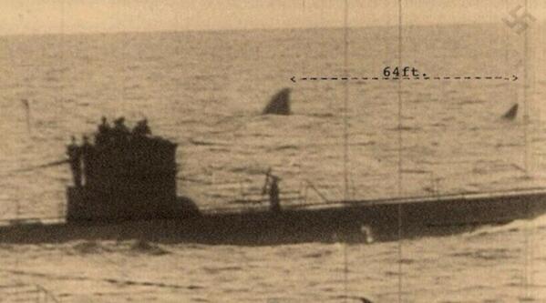 terrifyingposts's tweet photo. Photo from the 1940s of what many scientists believe to be an extinct Megalodon swimming next to a German U-boat. http://t.co/NJmx7q2CZp