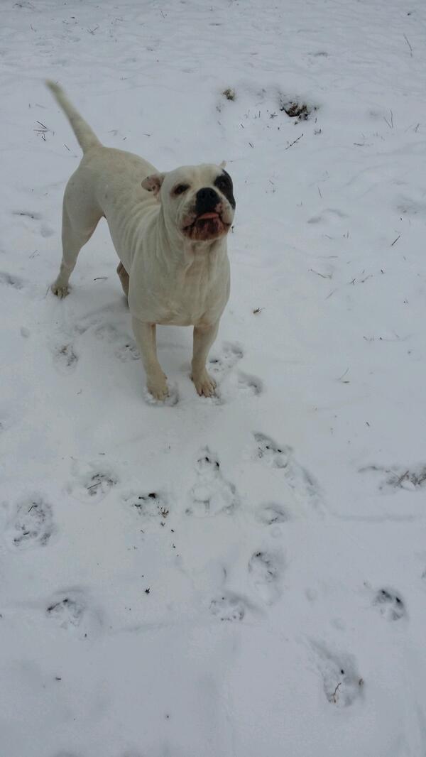 JamesTMerk's tweet image. Deuce eating all the snow we good...#Pitbull #offwhite