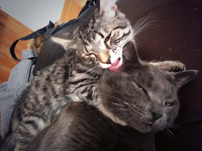 That's real cat love :) #catslover http://t.co/xfat9dv5HX<a href="/tag/catslover"class="tags">#catslover</a>